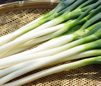 ねぎ（イメージ）
